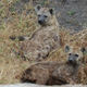 Illustration for article titled Out of Africa. Hyenas.